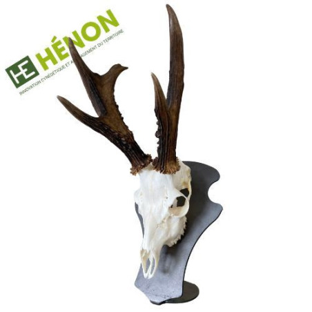 Trophée de chasse