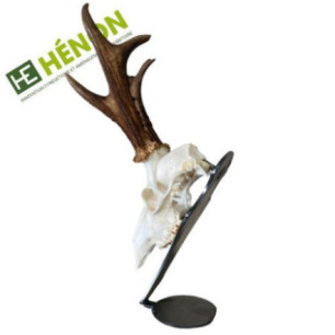  Support trophée de chasse