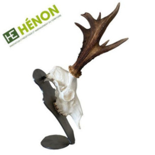  trophée chasse brocard
