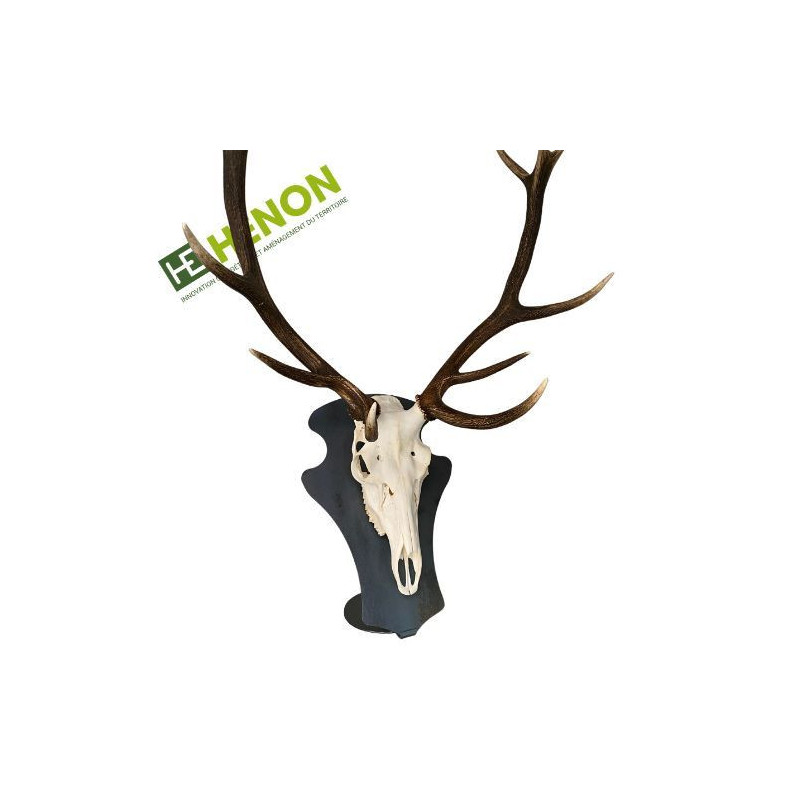 Cerf Support Trophée - Brut Cerf Support Trophée - Brut