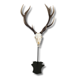 Cerf Support Trophée sur Pied - peint