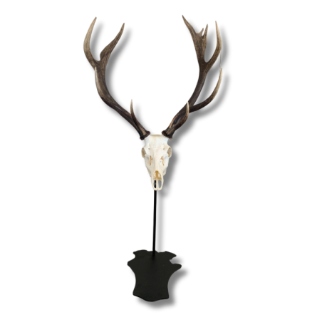 Cerf Support Trophée sur Pied - peint