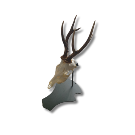  Support de trophée chevreuil sur pied
