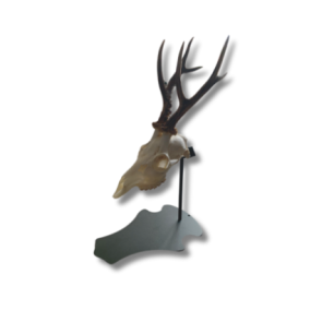  Support de trophée pour chevreuil