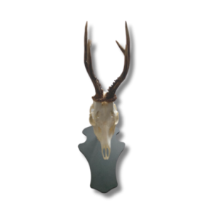  chamois et isard