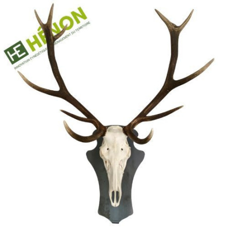 Cerf Support Trophée Incliné - peint