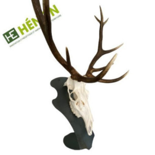  trophée de chasse