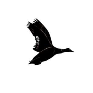 Silhouette CANARD COLVERT à accrocher - peint
