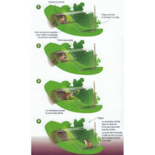  Fox cub Trap