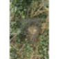 Boite "jardinet" Hénon grand modèle Boite "jardinet" Hénon grand modèle