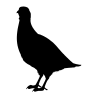Pré-lâcher