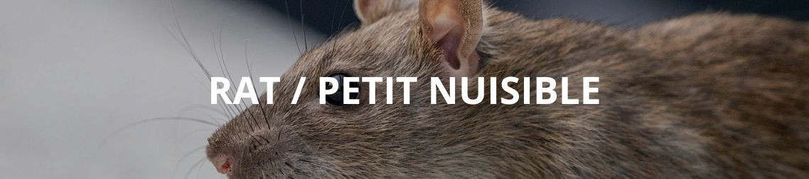 Piege a rat - HenonShop