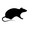 Rat / Petit nuisible