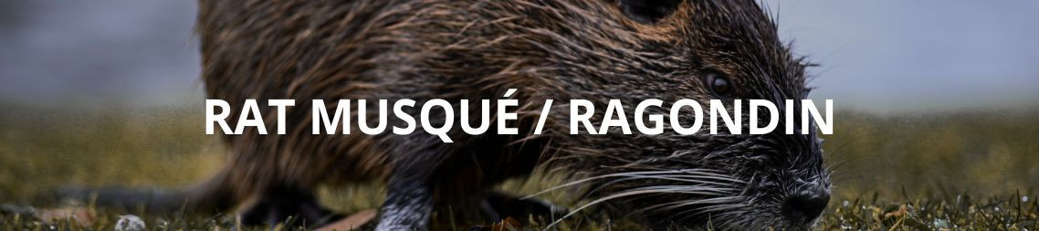 Piège à ragondin et rat musqué - HenonShop