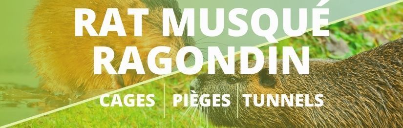 Piège à ragondin et rat musqué - HenonShop