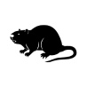 Rat musqué / Ragondin