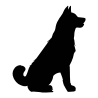 Raton laveur / Chat & chien