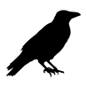 Corbeau / Pie