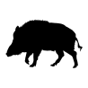 Wildschwein