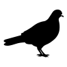 Pigeon net / trap