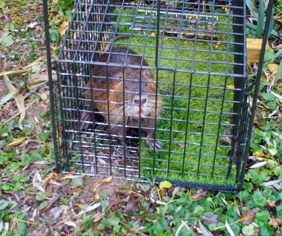 Grande Cage De Piège Métallique Animale Rouillée à La Ferme. Photo stock -  Image du loquet, vide: 292342842