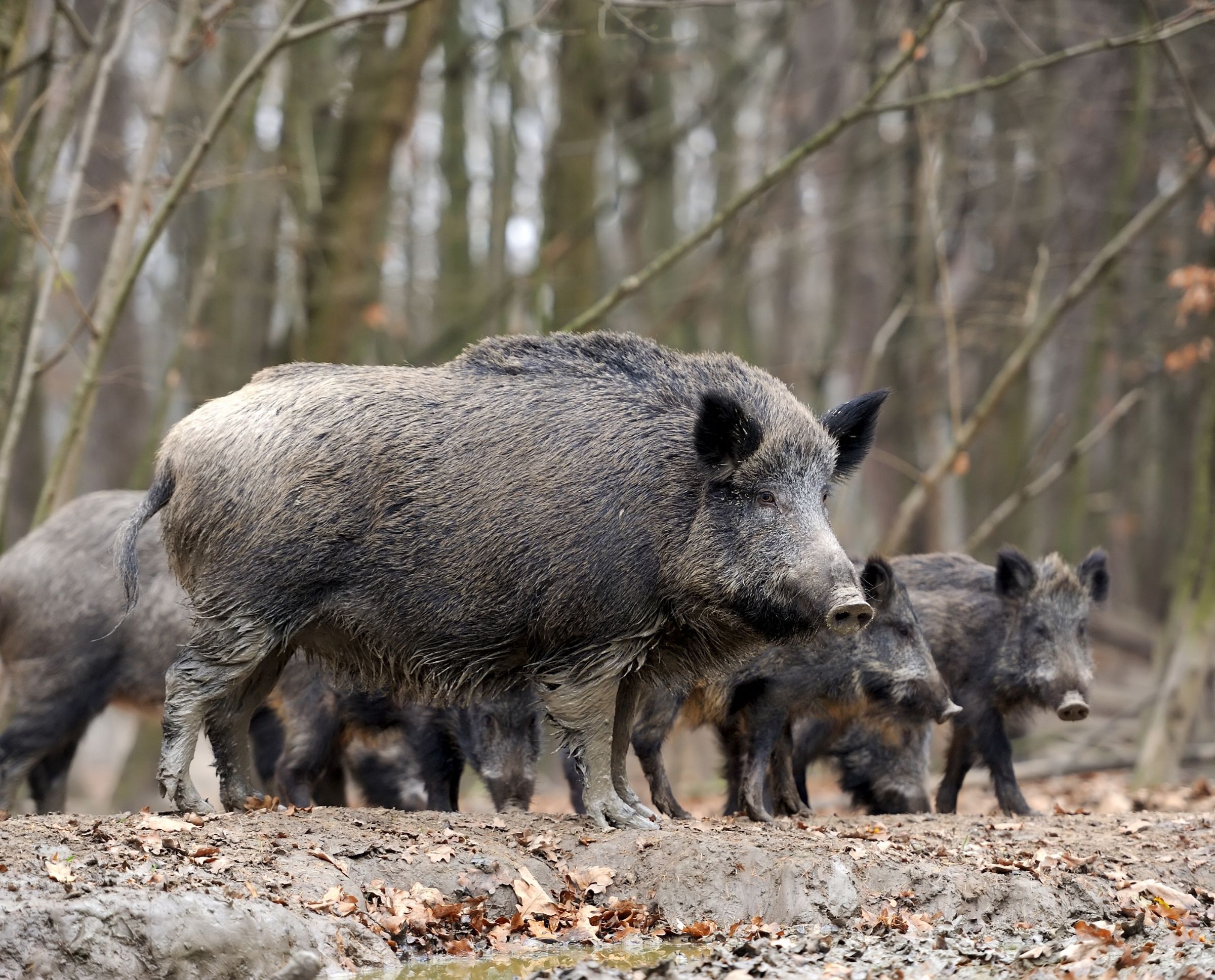 Piège sanglier